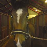 Dansk Varmblod Hedebo's Landi