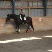 Dansk Varmblod Marot DV 972