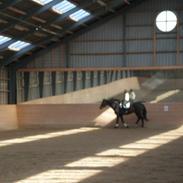 Dansk Varmblod Marot DV 972