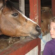 Welsh Pony af Cob-type (sec C) Polly Crown