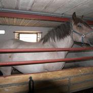 Belgier Lukas Af Felixmi. solgt