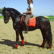 Frieser Aquador (Elmer/Elle) tidl. Hest