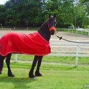 Frieser Aquador (Elmer/Elle) tidl. Hest