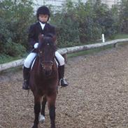 Dartmoor edermann ronda