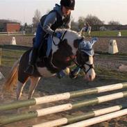 Anden særlig race Flying Beauty