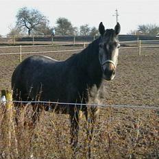 Dansk Varmblod Carismo-Vitz - Solgt