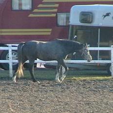 Dansk Varmblod Carismo-Vitz - Solgt