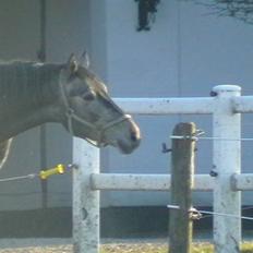 Dansk Varmblod Carismo-Vitz - Solgt