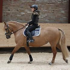 Anden særlig race Sally miin Prinsesse Y solgt