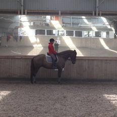 Dansk Varmblod Nørringsholms Play Red