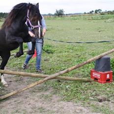 Anden særlig race Miss Papaya  