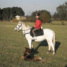 Welsh Pony (sec B) Korreborg's Gazella