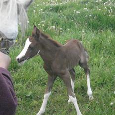 DSP Lundehuset's Helios