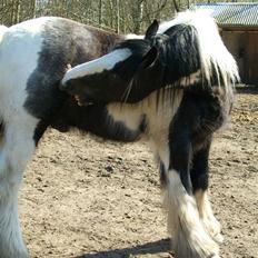 Irish Cob Jægergaardens Cassan