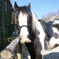 Irish Cob Jægergaardens Cassan