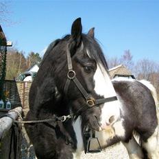 Irish Cob Jægergaardens Cassan