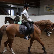 Anden særlig race Fjalar Eagle