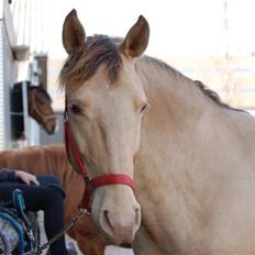 Anden særlig race Shikira R.I.P