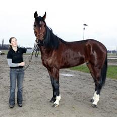 Traver Schimansky *passer* SOLGT