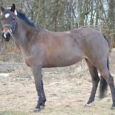 Welsh Cob (sec D) V. B. Idris *SOLGT ! :'(*