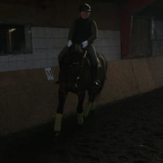 Dansk Varmblod Cæsar