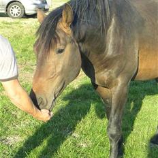 Dansk Varmblod Cæsar