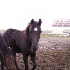 Norsk Varmblod  D'amour