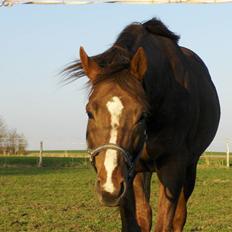 Fuldblod (XX) Le Etalon SOLGT RIP :'(