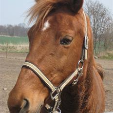 New Forest Pasha SOLGT