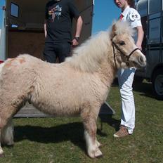 Shetlænder Thor á Holte ***SOLGT***