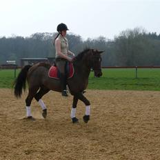 Anden særlig race Montoya<3