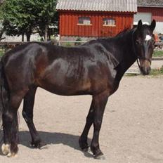 Welsh Partbred (Sec F) Haymos Keason