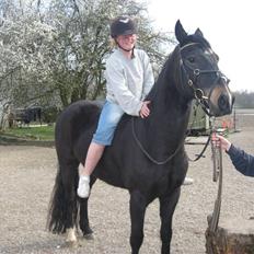 Welsh Partbred (Sec F) Haymos Keason
