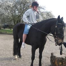 Welsh Partbred (Sec F) Haymos Keason