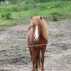 Islænder Freja 