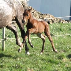 Appaloosa Cassiopaia