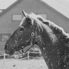 Appaloosa Spike