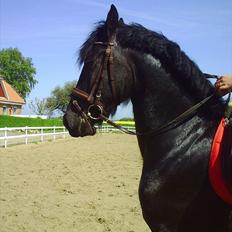 Frieser Aquador (Elmer/Elle) tidl. Hest