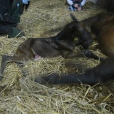 Traver Silke EC   * 12/4 * 