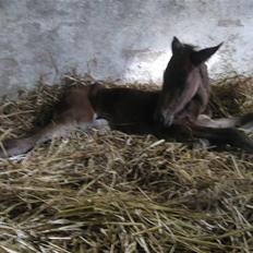 Traver Silke EC   * 12/4 * 