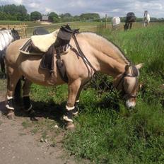 Fjordhest Sally  #Solgt til Maja#
