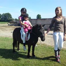 Shetlænder Charlie<gamle PART>