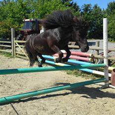 Shetlænder Charlie<gamle PART>