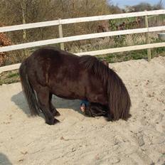 Shetlænder Charlie<gamle PART>