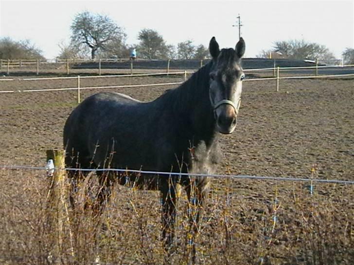 Dansk Varmblod Carismo-Vitz - Solgt billede 1
