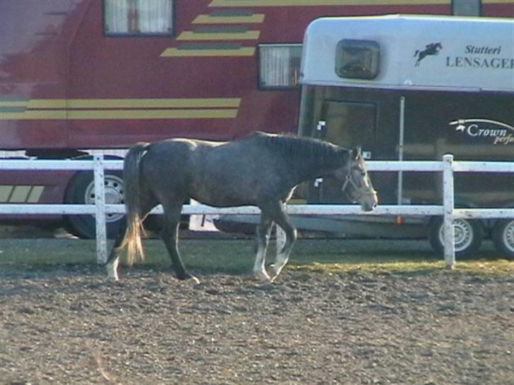 Dansk Varmblod Carismo-Vitz - Solgt billede 2