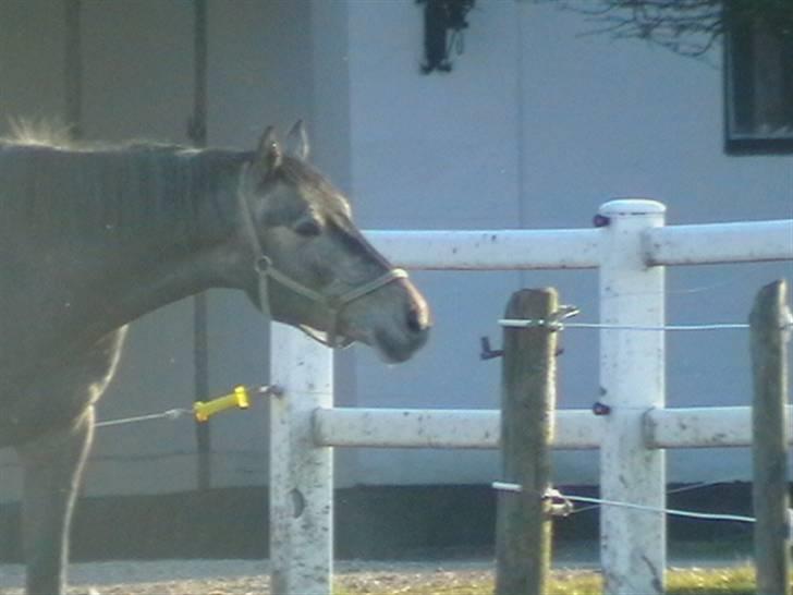 Dansk Varmblod Carismo-Vitz - Solgt billede 3