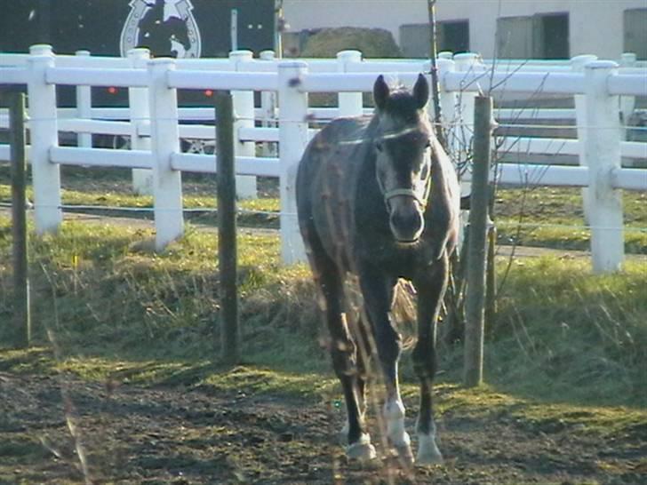 Dansk Varmblod Carismo-Vitz - Solgt billede 4
