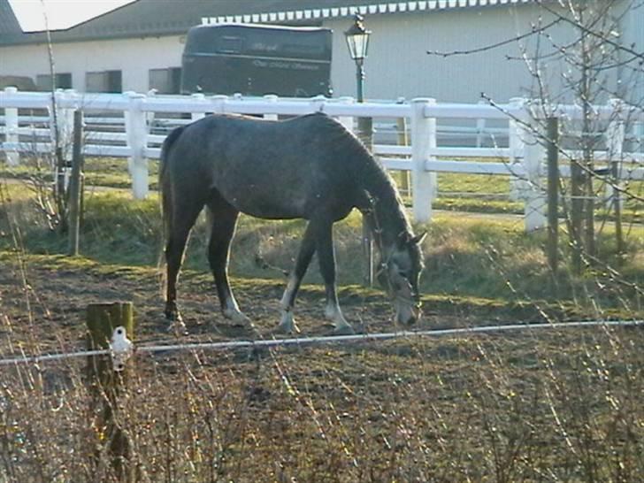 Dansk Varmblod Carismo-Vitz - Solgt billede 5