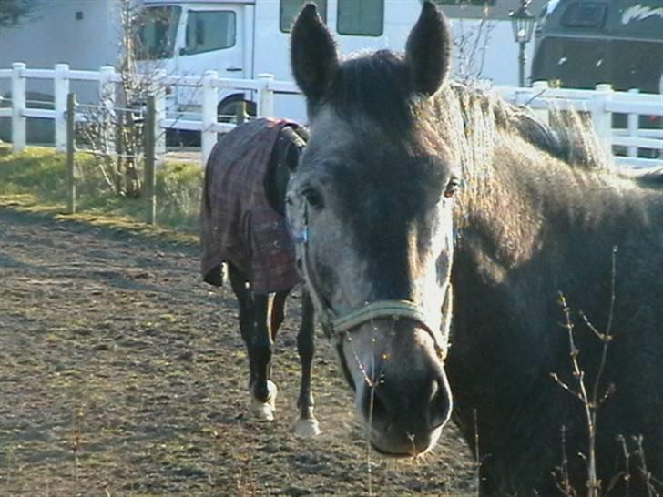 Dansk Varmblod Carismo-Vitz - Solgt billede 6